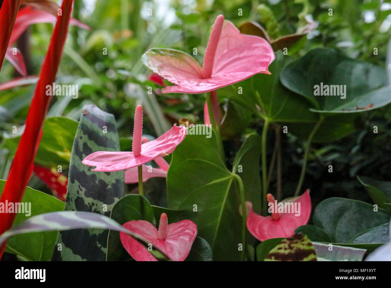 Colorful close up images of flower. Stock Photo