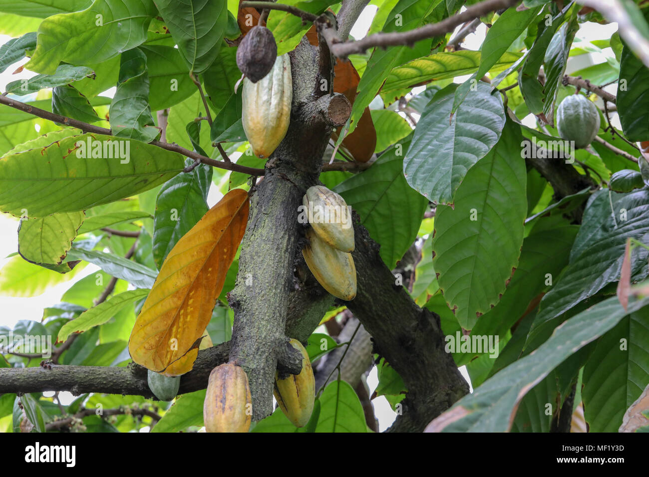 Image of Cocoa nut hanging on cocoa tree. Stock Photo