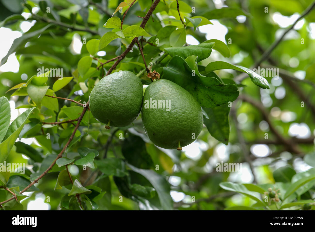 Close Up images of Pomelo Fruit at Phipps Botanical Garden Stock Photo
