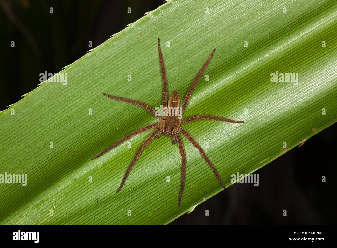 Wandering Spider female on tropical rainforest leaf at night in the Osa Peninsula, Costa Rica. Cupiennius salei Stock Photo