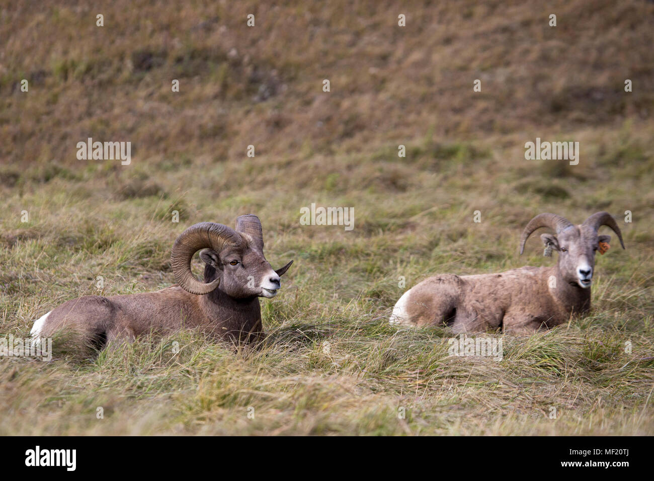 Rocky Mountain Bighorn sheep (Ovis canadensis canadensis) ram and ewe resting in montane grassland habitat of Sheep River Wildlife Sanctuary Stock Photo