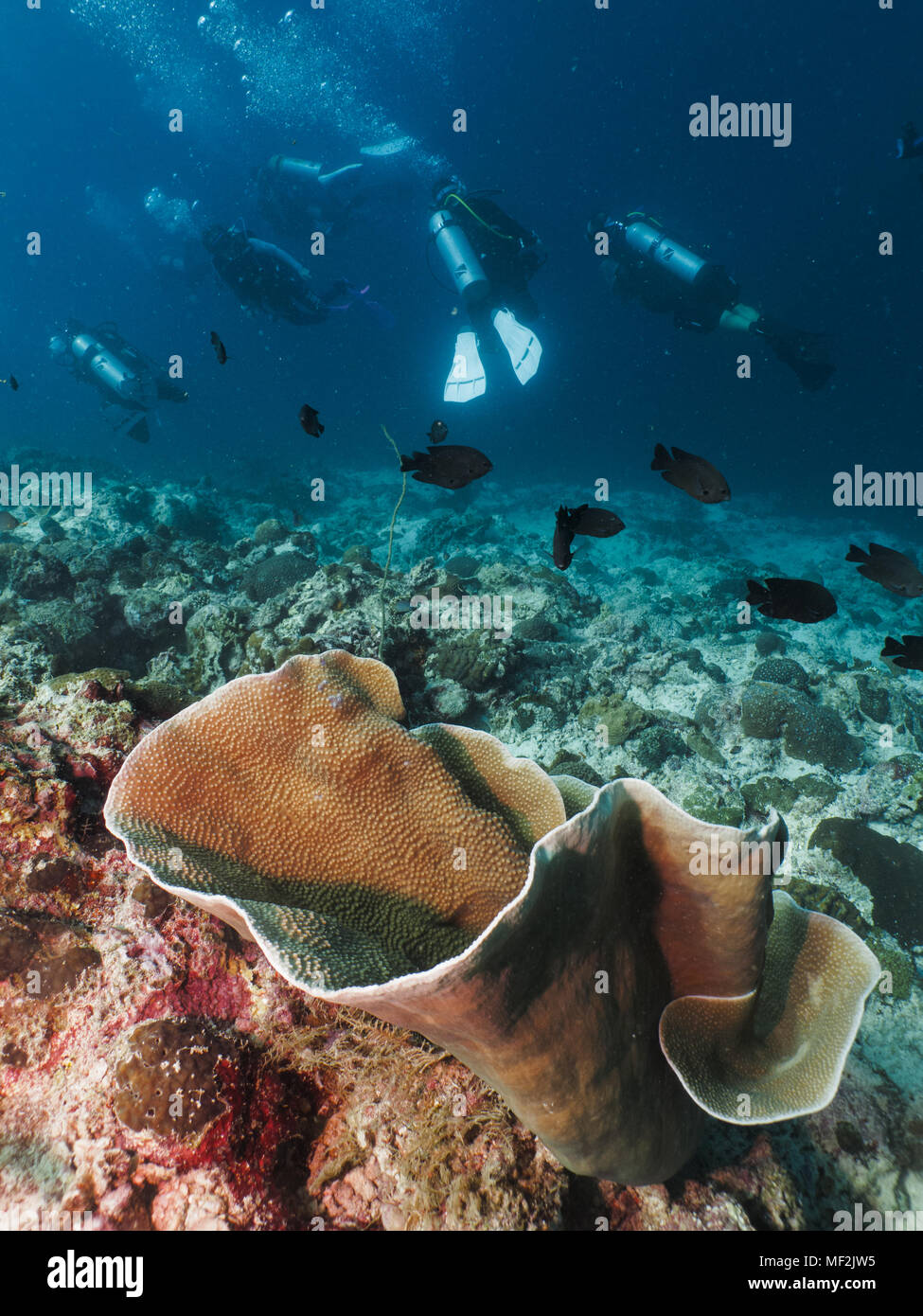 Scuba divers diving on the coral reef in Moalboal, Philippines in tropical waters. Stock Photo