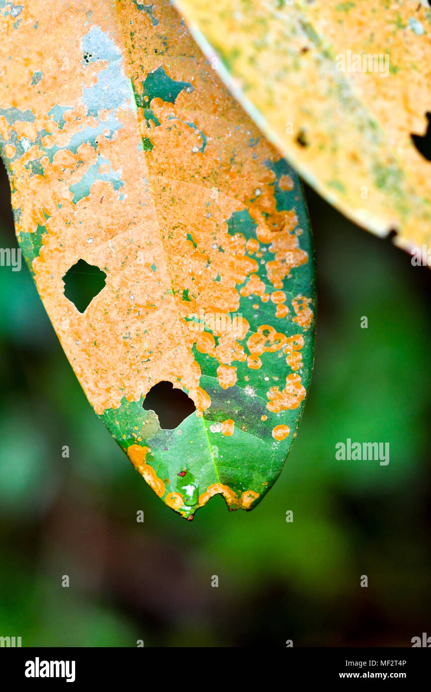 sick leaf with brown spot fungus Stock Photo