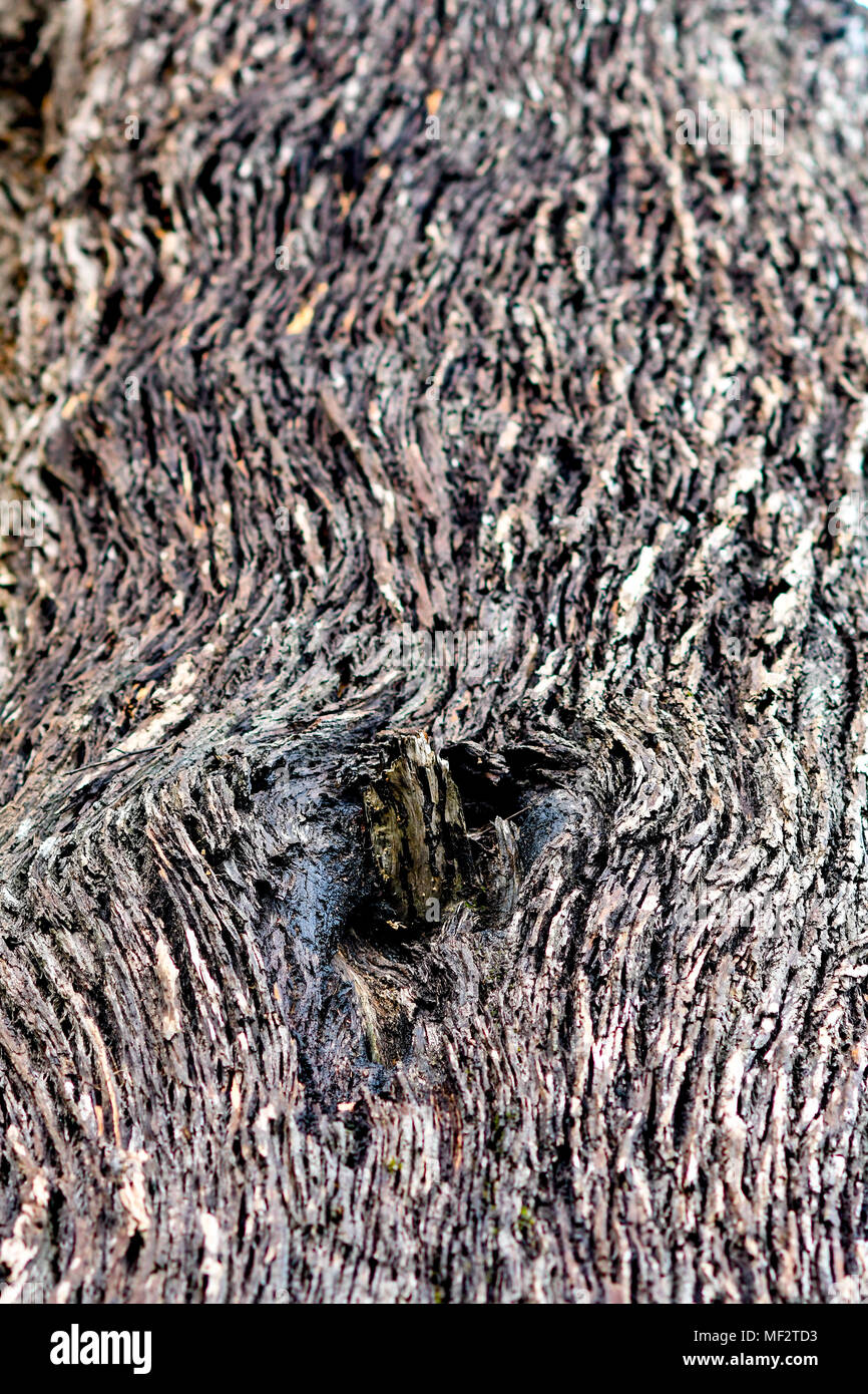 tree bark background Stock Photo
