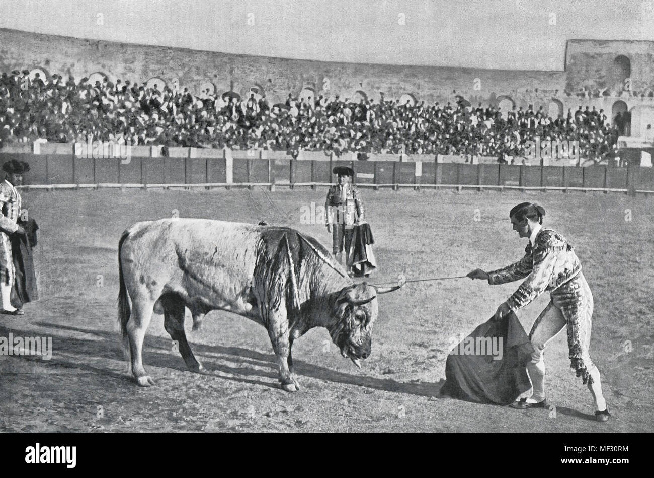 Bull Races - The Descabello Stock Photo