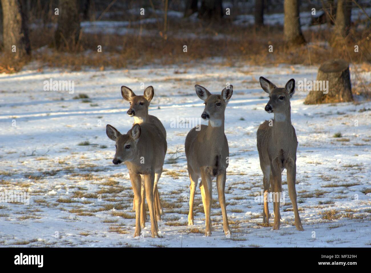 A Family of Watchful Deer  in the Yard Stock Photo