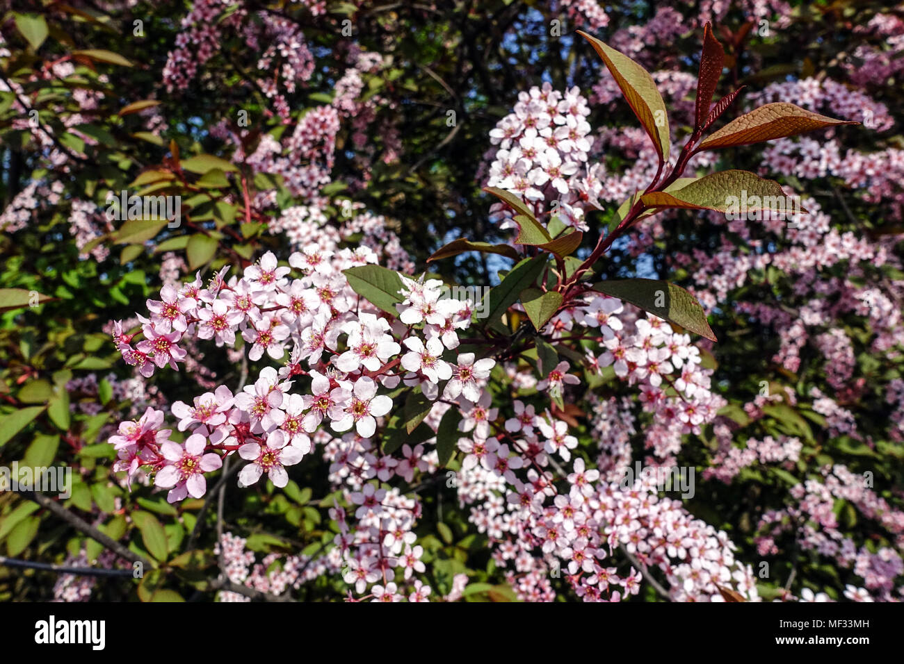 Bird Cherry, Prunus padus "Colorata" Stock Photo