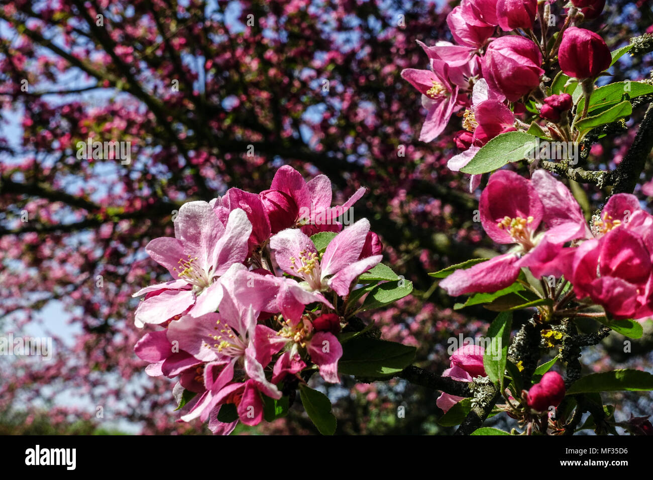 Crabapple, Malus 'Hornet' pink Apple blossoms, ornamental apple tree Stock Photo
