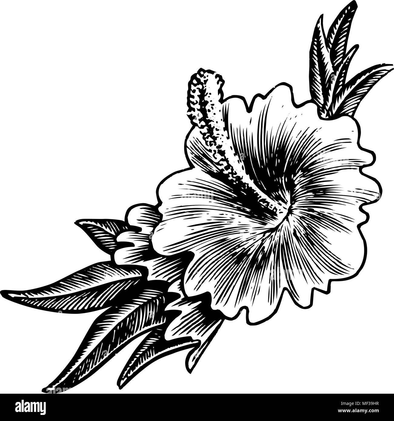 Hibiscus Flower - Retro Clipart Illustration Stock Vector