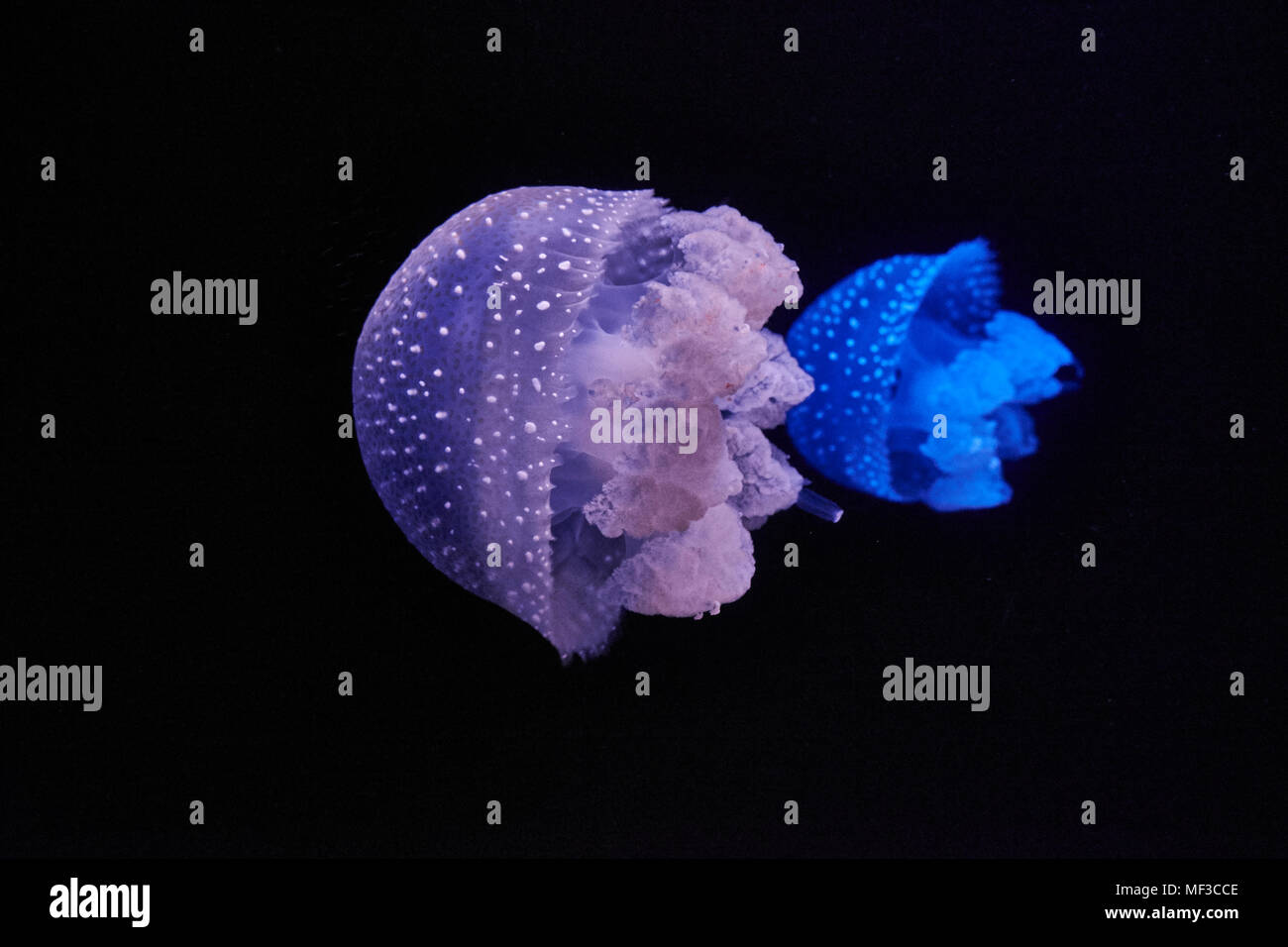 Blue and purple shining jellyfishes in front of black background Stock Photo
