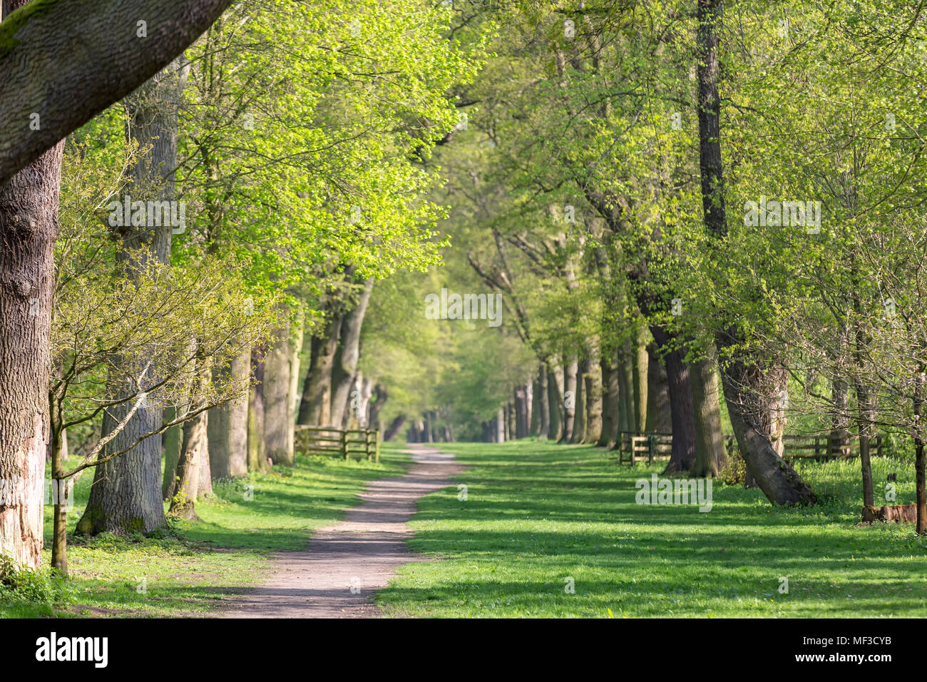 Winding path through Bluebell Wood in Spring Stock Photo