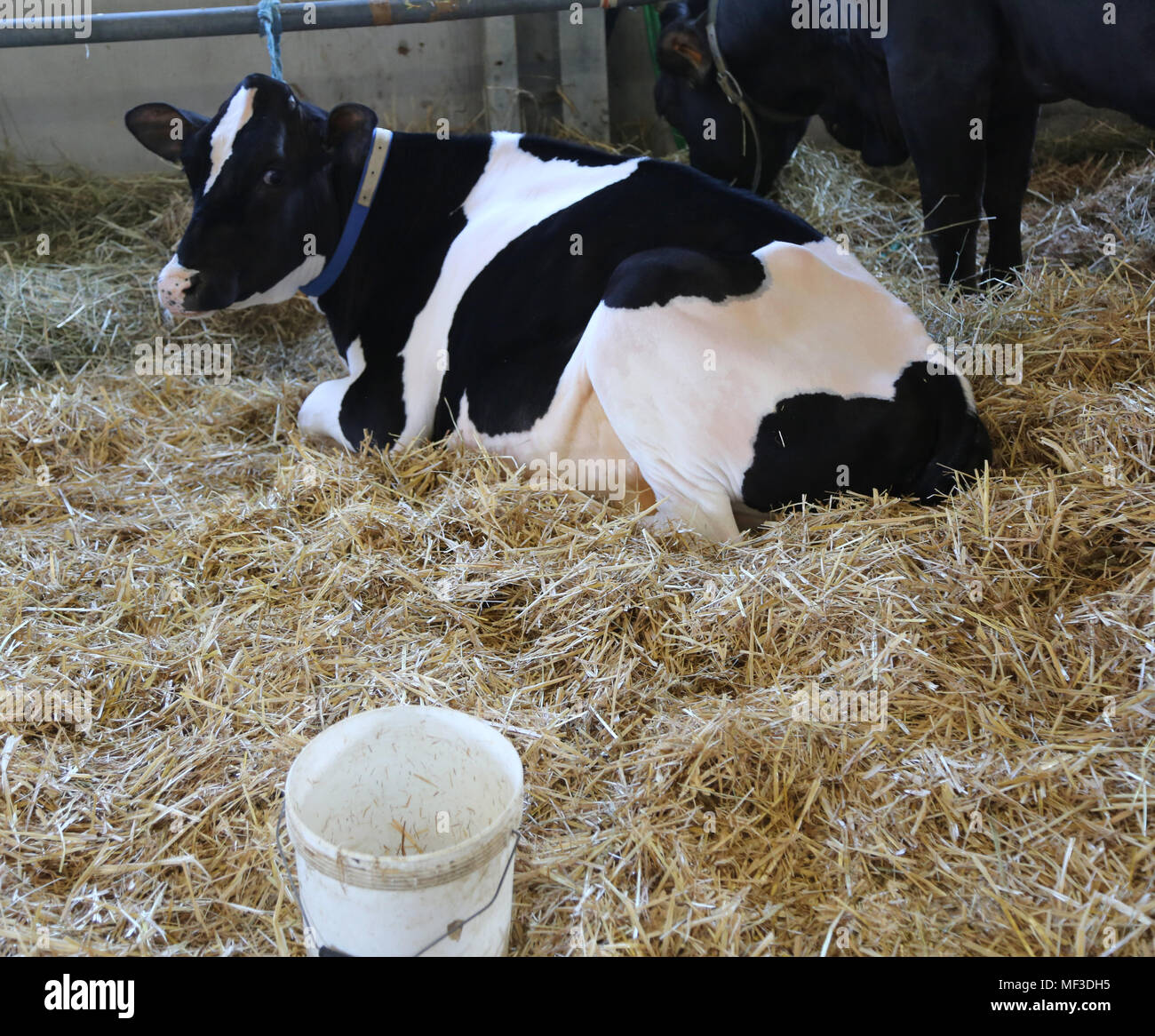 White cow lying hi-res stock photography and images - Alamy