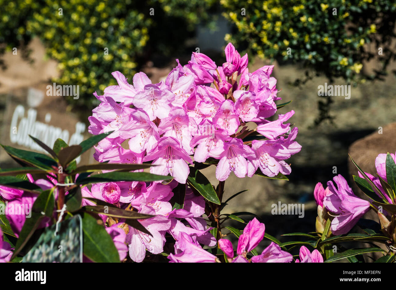 colorful flowers in the garden Stock Photo - Alamy