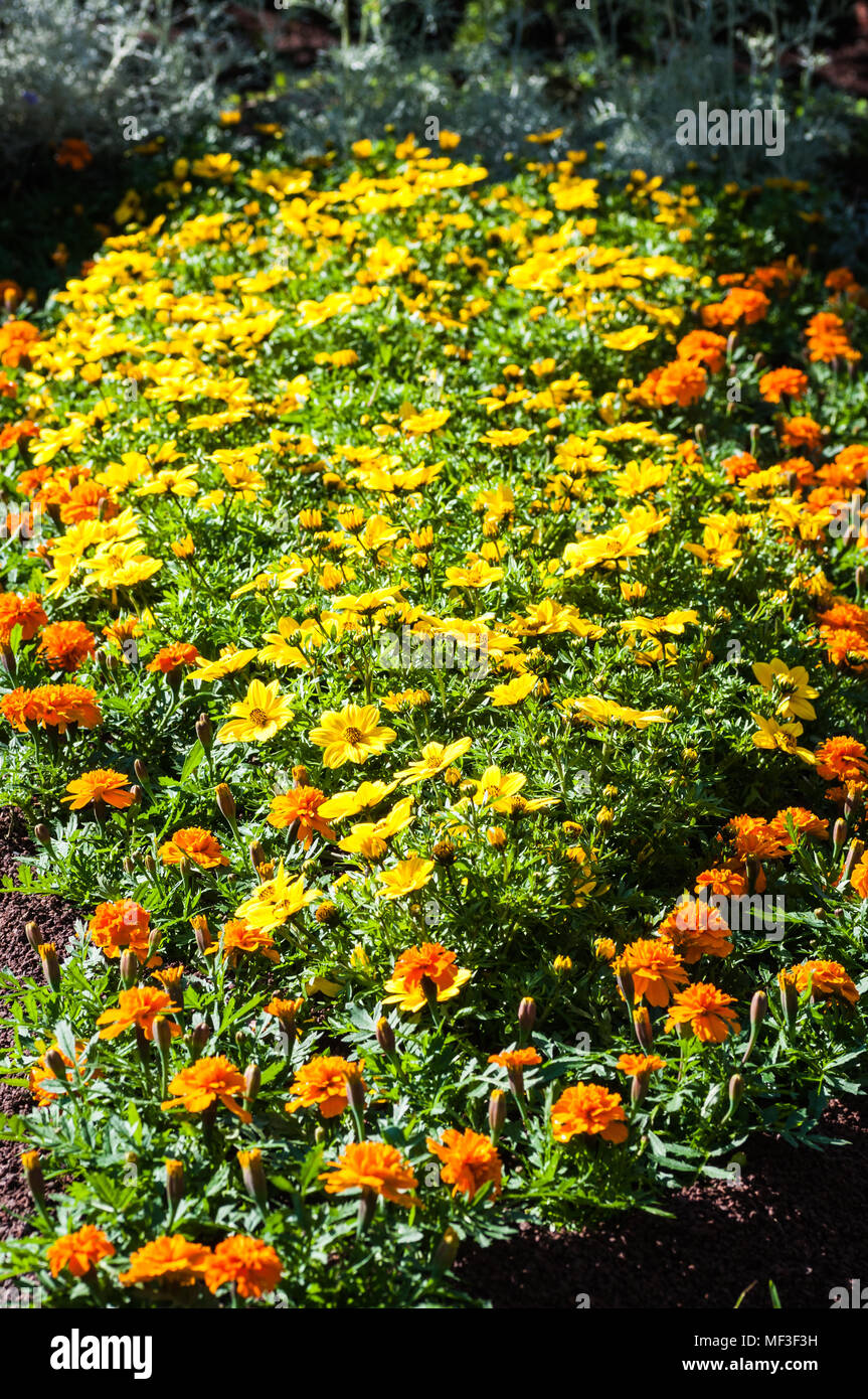 colorful flowers in the garden Stock Photo - Alamy