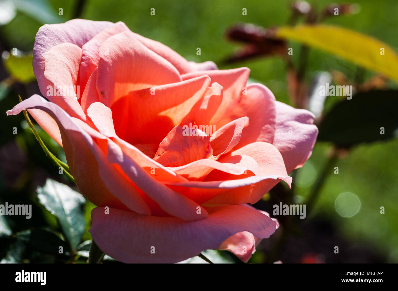 colorful flowers in the garden Stock Photo - Alamy