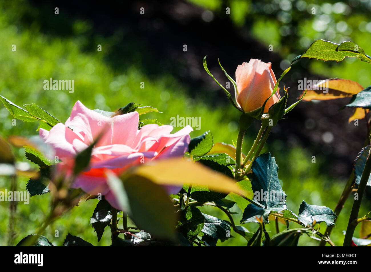 colorful flowers in the garden Stock Photo - Alamy