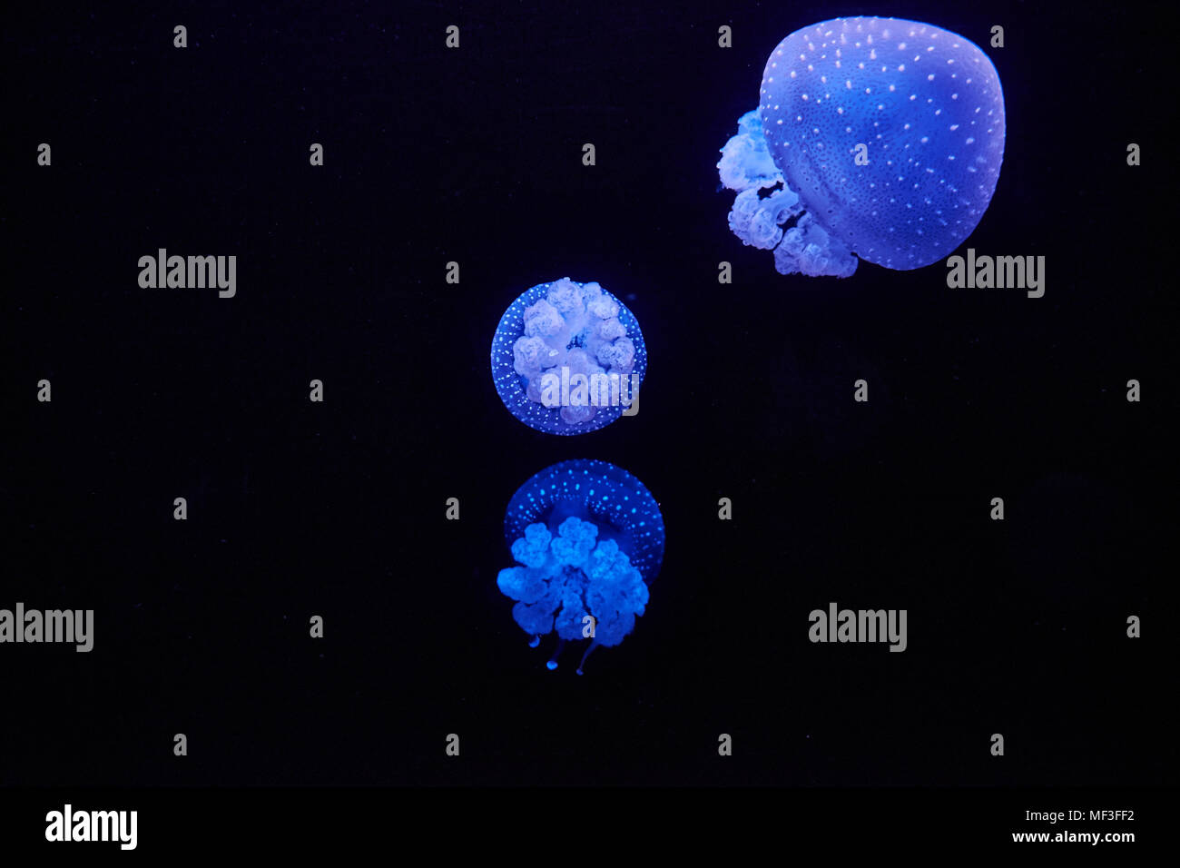 Blue shining jellyfish in front of black background Stock Photo