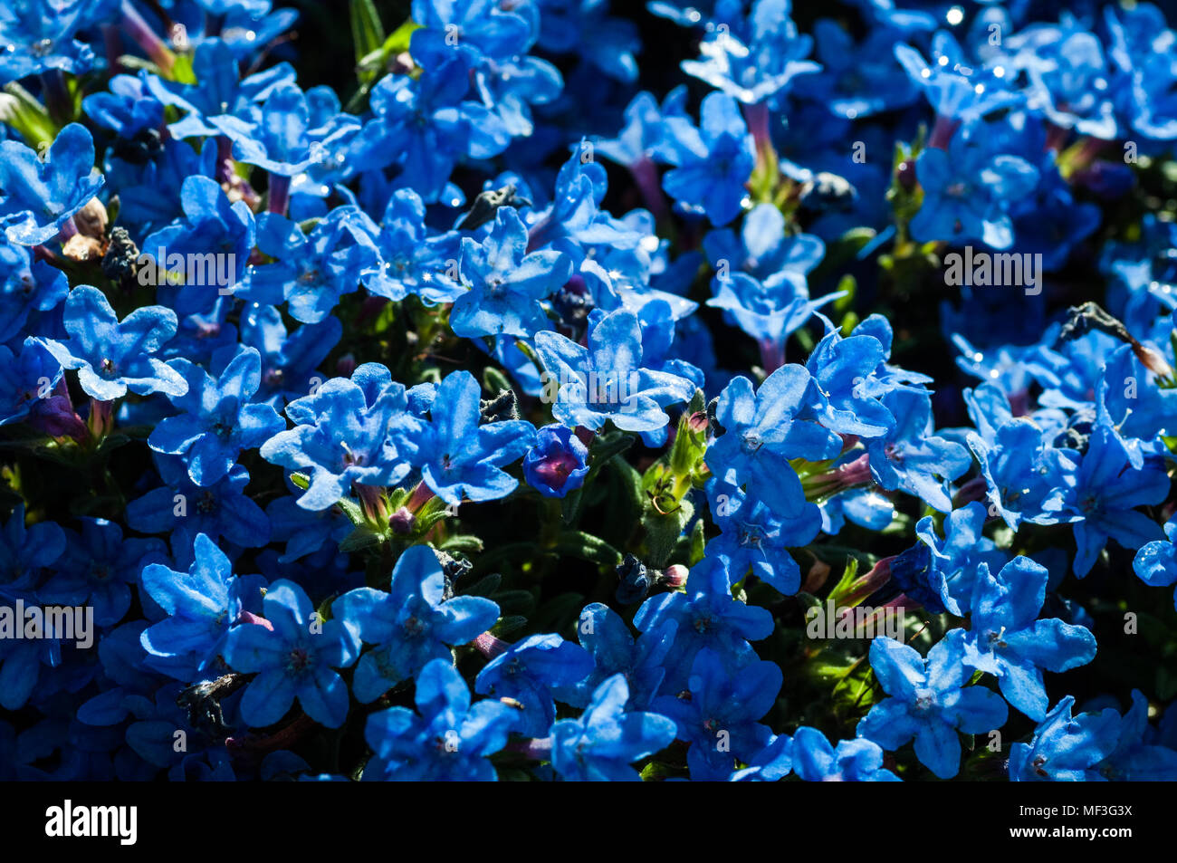 colorful flowers in the garden Stock Photo - Alamy