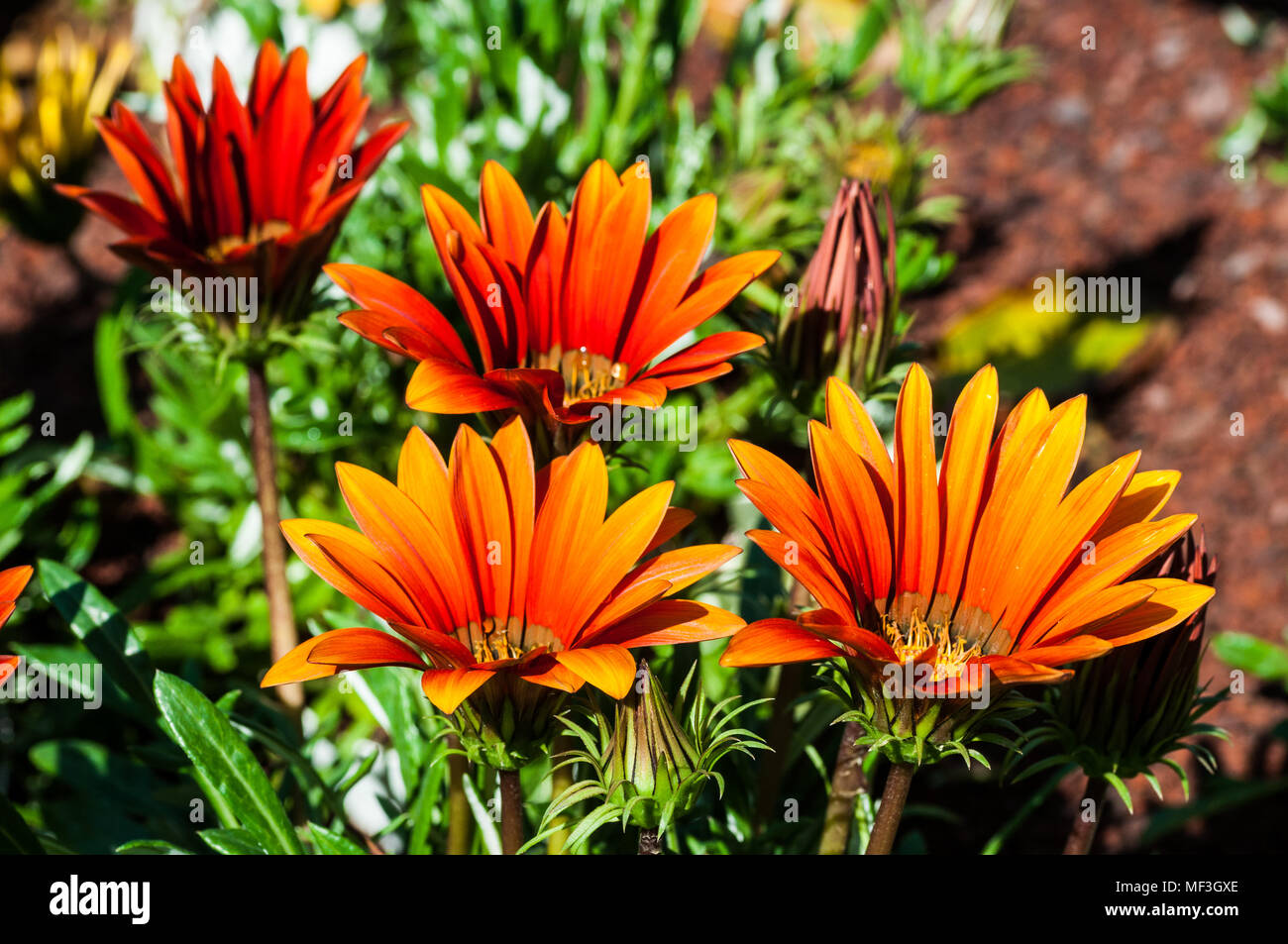 colorful flowers in the garden Stock Photo - Alamy