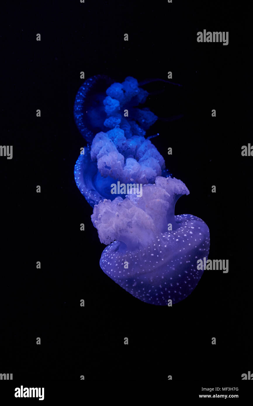 Blue shining jellyfish in front of black background Stock Photo