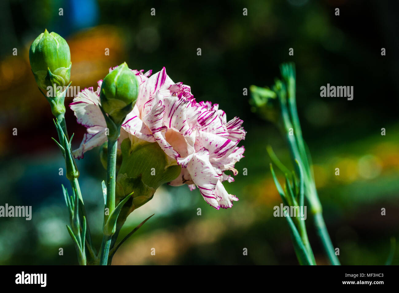 colorful flowers in the garden Stock Photo - Alamy