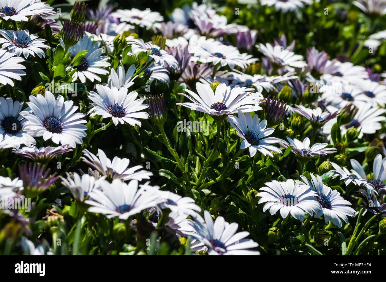 colorful flowers in the garden Stock Photo - Alamy