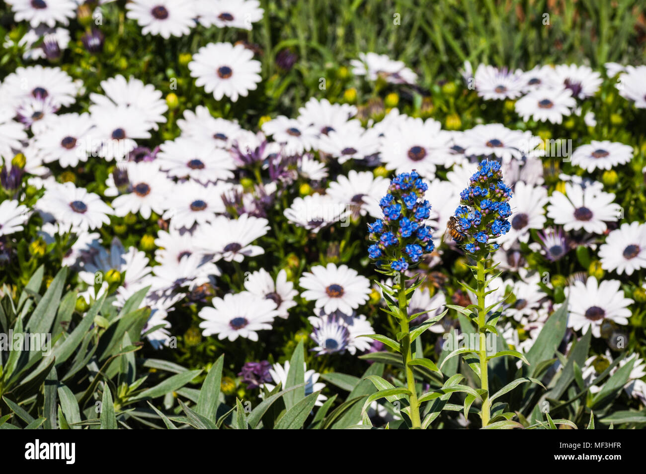 colorful flowers in the garden Stock Photo - Alamy