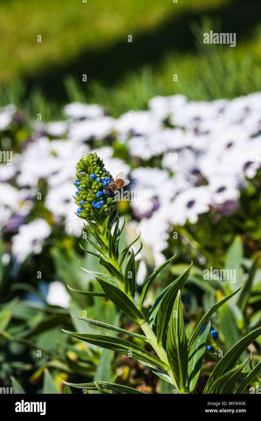 colorful flowers in the garden Stock Photo - Alamy