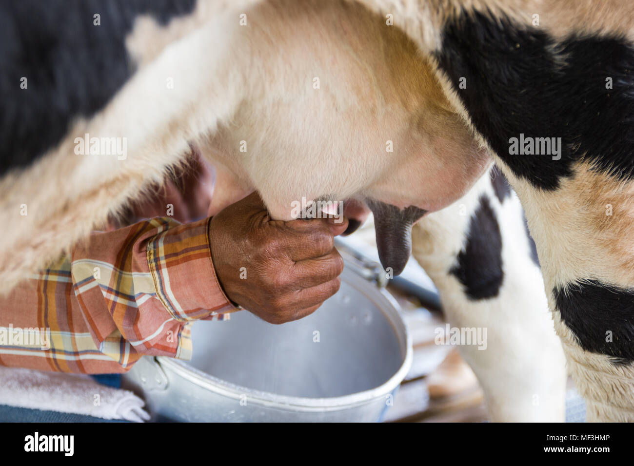 Do Dogs Like Cow Milk