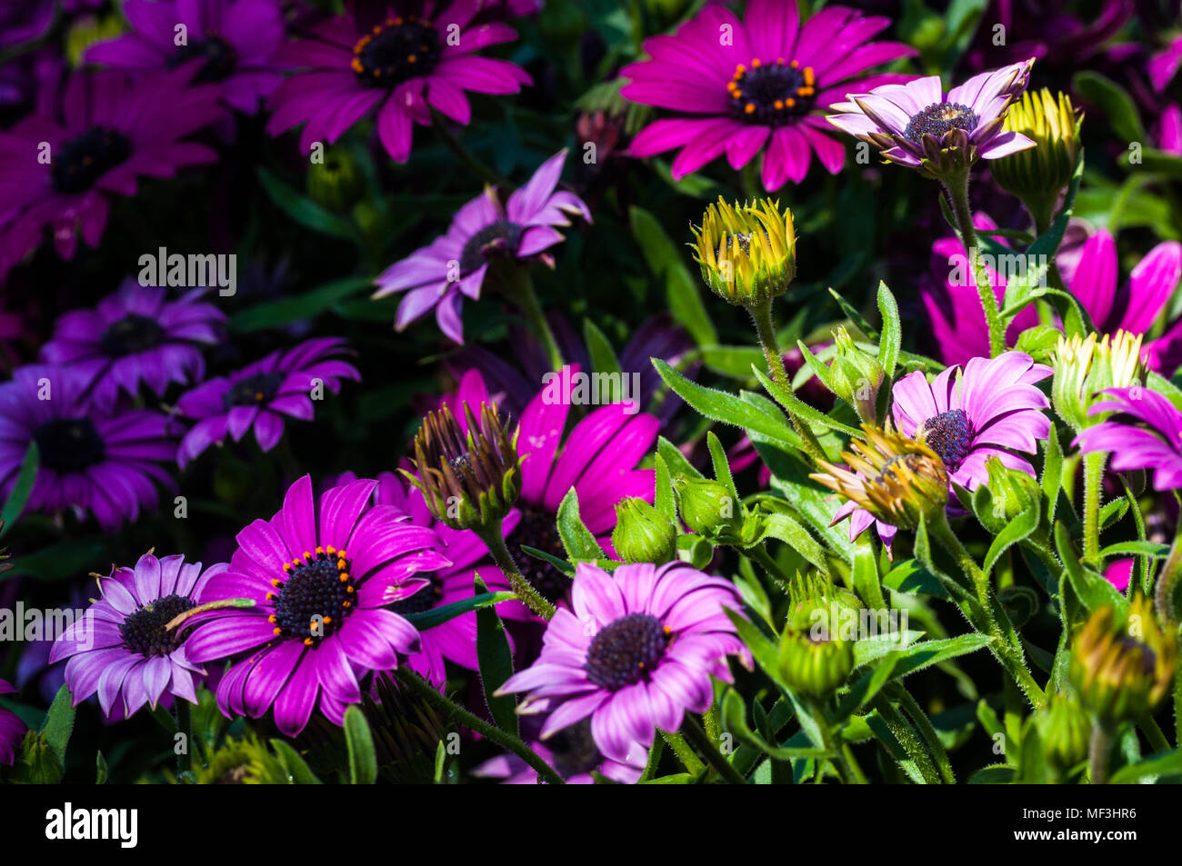 colorful flowers in the garden Stock Photo - Alamy