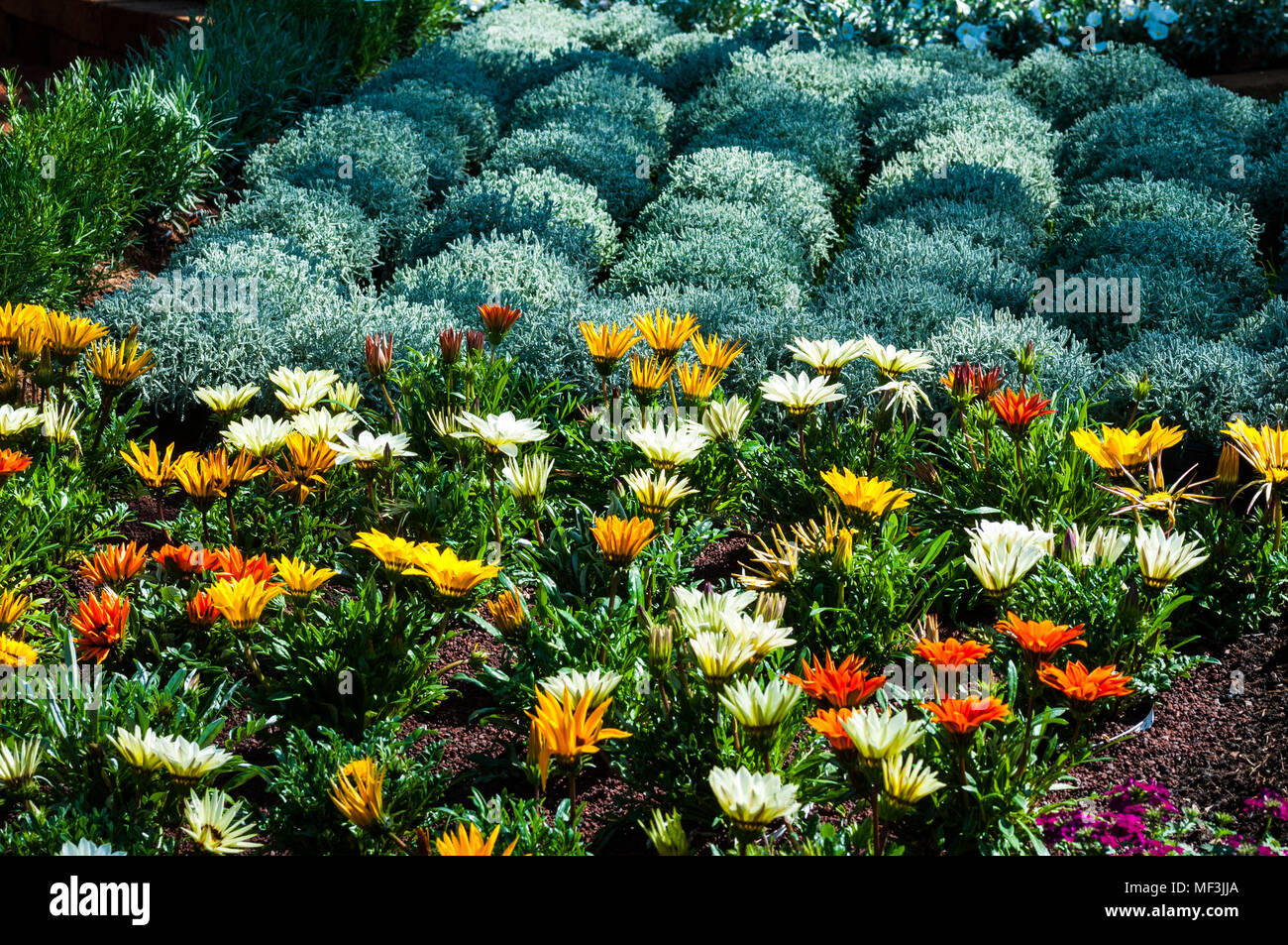 colorful flowers in the garden Stock Photo - Alamy