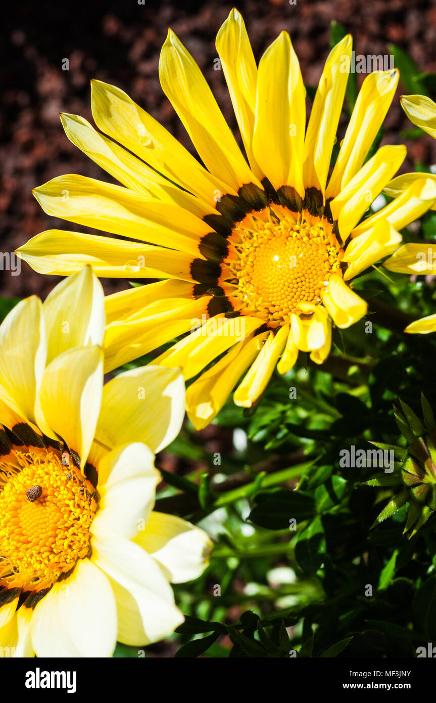 colorful flowers in the garden Stock Photo - Alamy