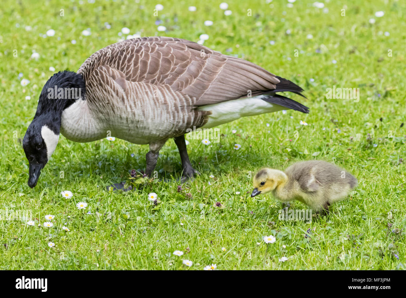 Goose with gosling hi-res stock photography and images - Alamy