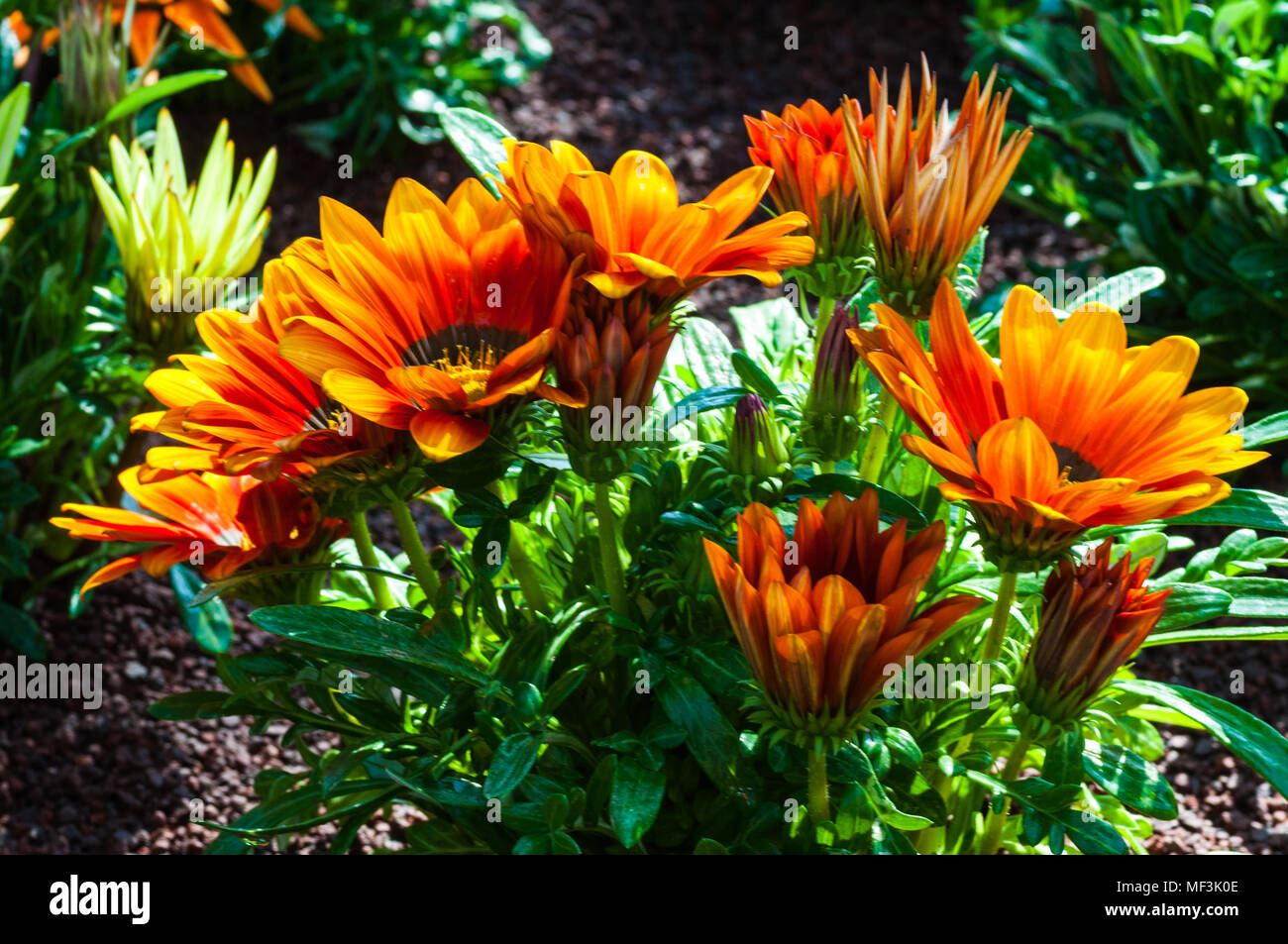 colorful flowers in the garden Stock Photo - Alamy
