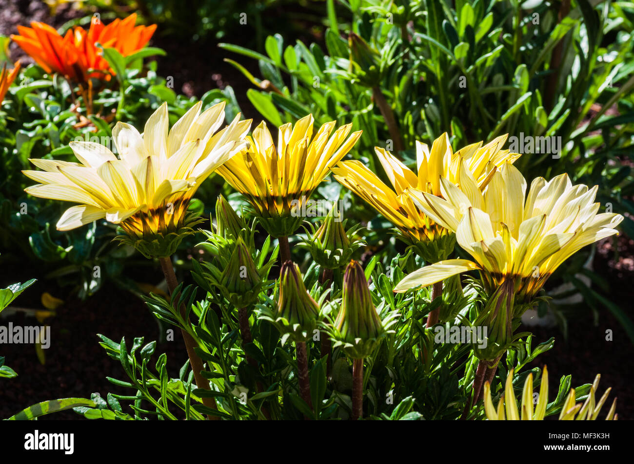colorful flowers in the garden Stock Photo - Alamy