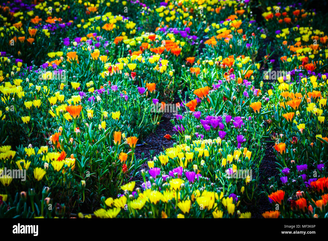 Flowerbeds Blue & Yellow Flowerbeds Blue & Yellow