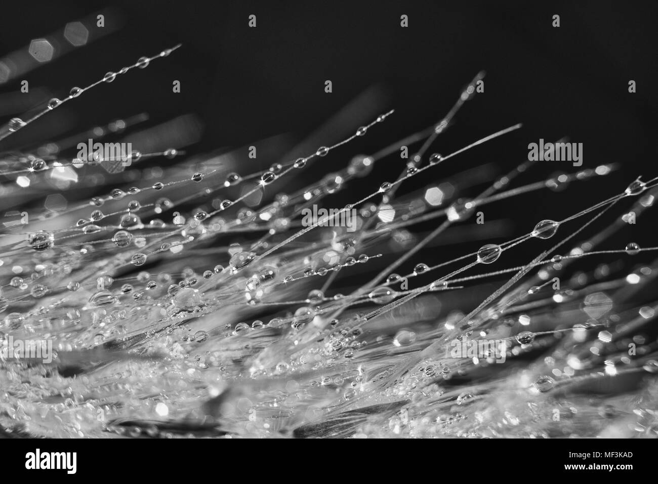 Close up view of morning dew drops on fountain grass Stock Photo Alamy