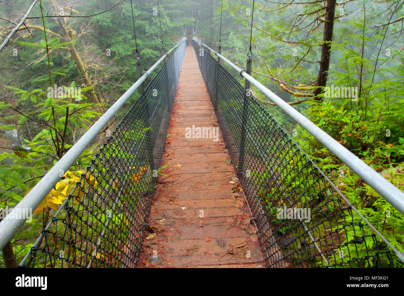 Hiker suspension bridge on Drift Creek Trail, Siuslaw National Forest