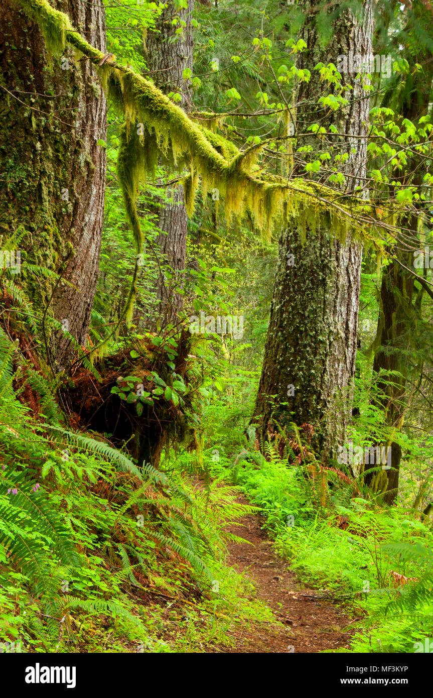 Harris Ranch Trail, Drift Creek Wilderness, Siuslaw National Forest, Oregon Stock Photo