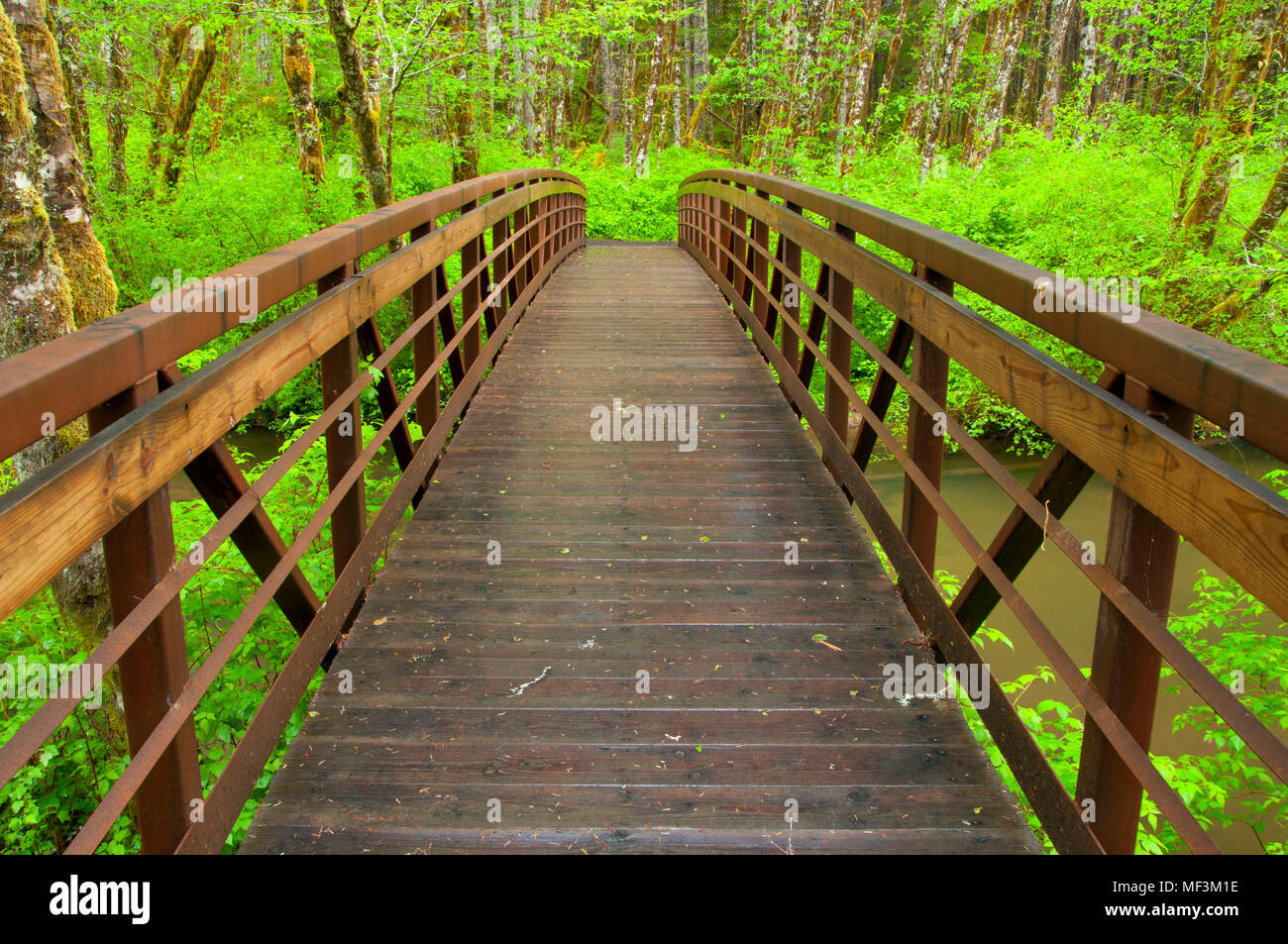 Hiker bridge on Alsea Falls Trail, Alsea Falls Recreation Site, South Fork Alsea River National Back Country Byway, Oregon Stock Photo