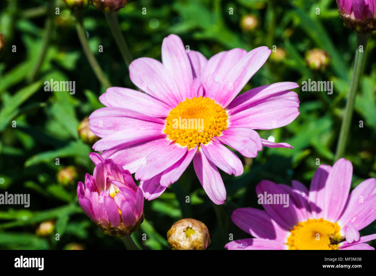 colorful flowers in the garden Stock Photo - Alamy