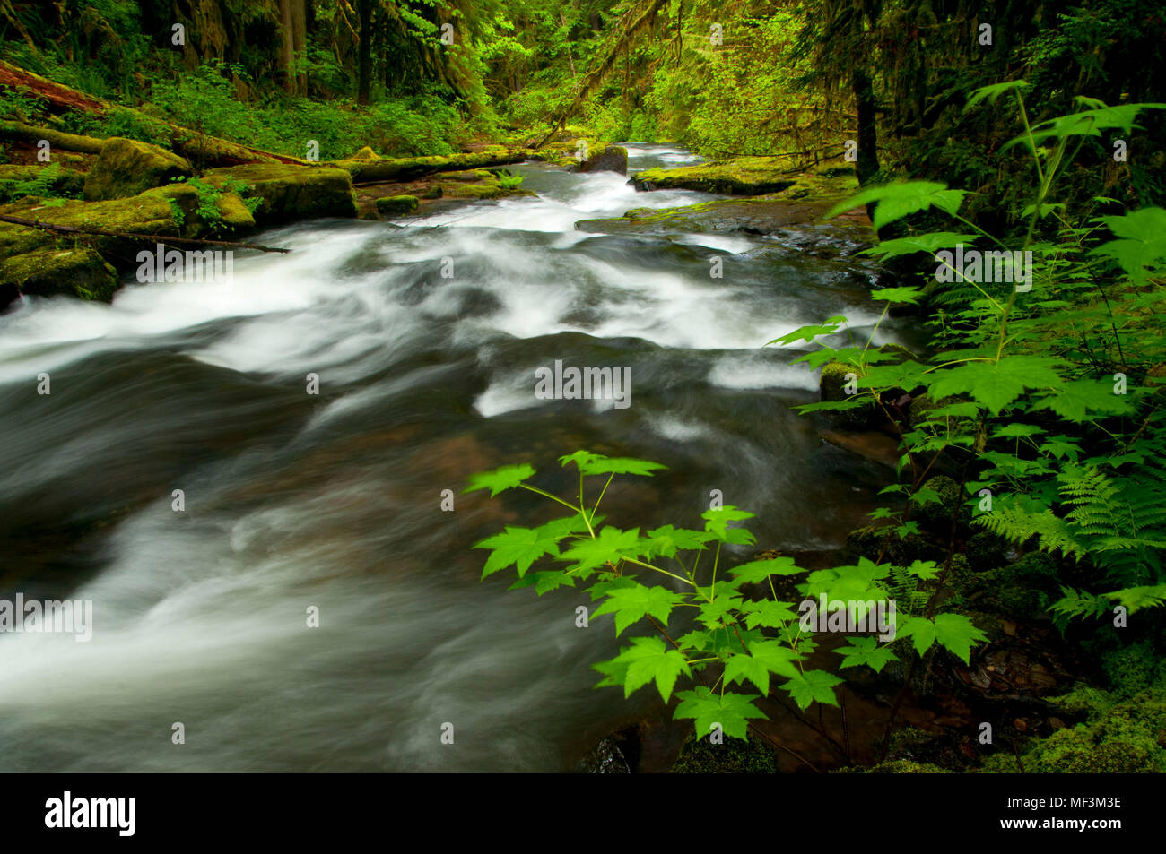 South Fork Alsea River along Alsea Falls Trail, Alsea Falls Recreation