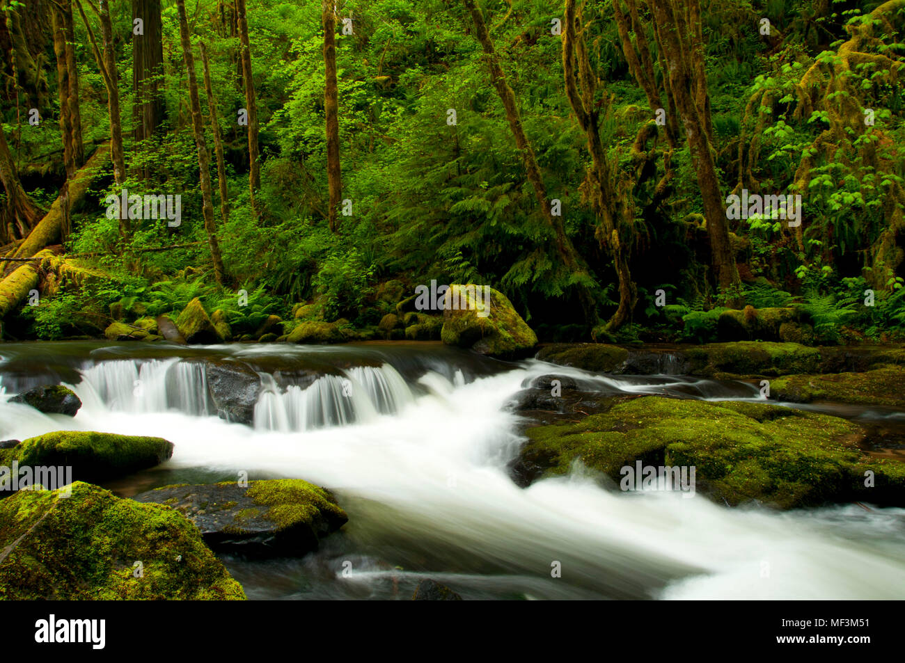 South Fork Alsea River along Alsea Falls Trail, Alsea Falls Recreation