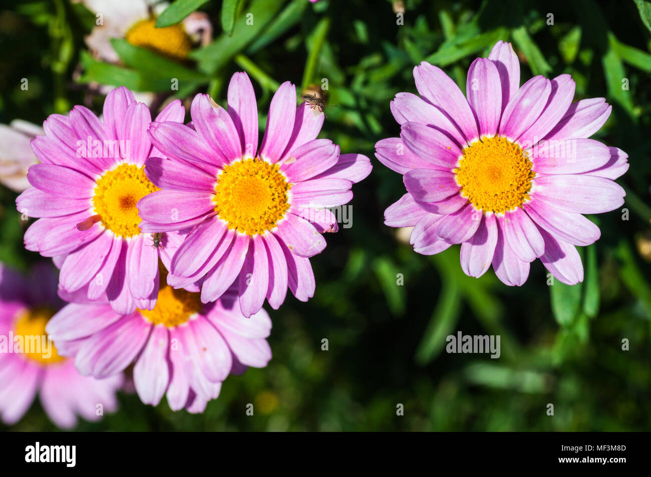 colorful flowers in the garden Stock Photo - Alamy