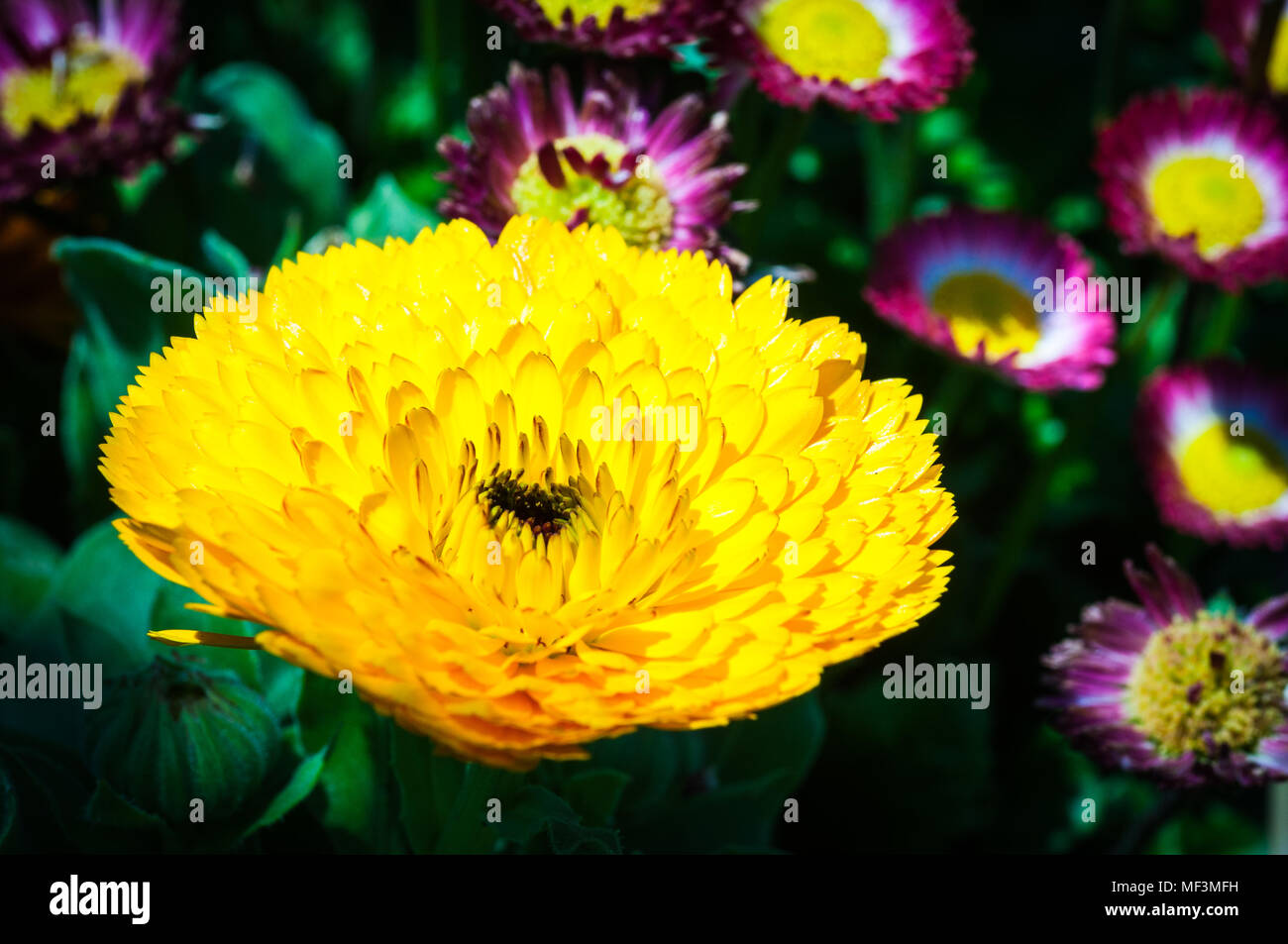 colorful flowers in the garden Stock Photo - Alamy