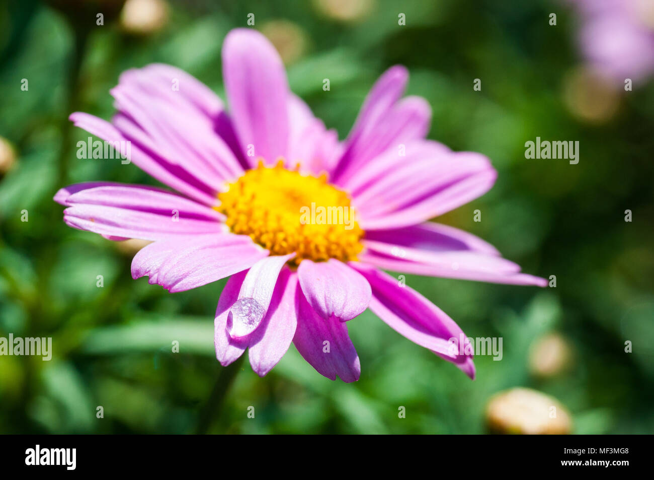 colorful flowers in the garden Stock Photo - Alamy