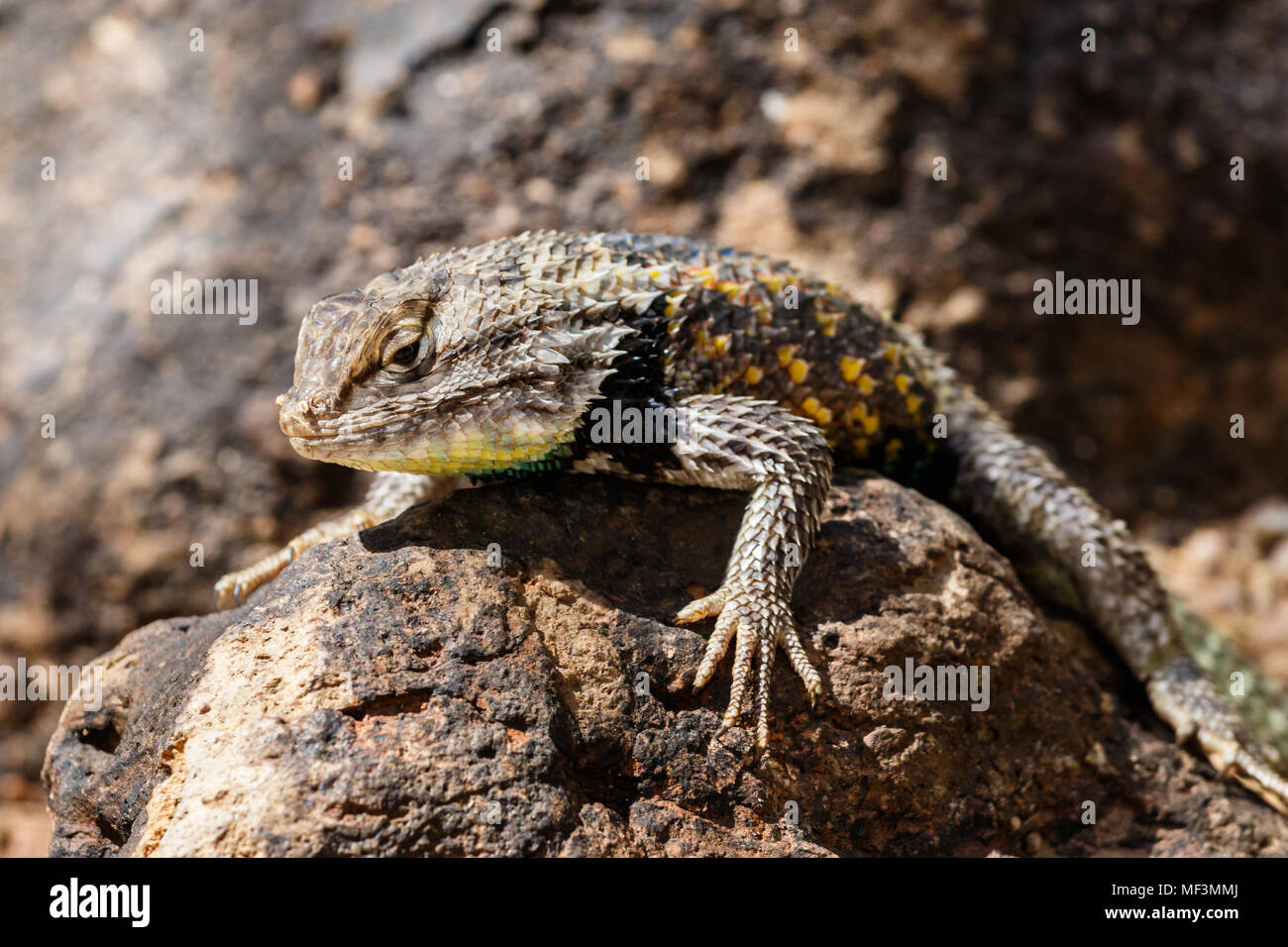 Desert Spiny Lizard sunning on a dark colored rock, with brightly colored scales, In Arizona's Sonoran desert. Stock Photo