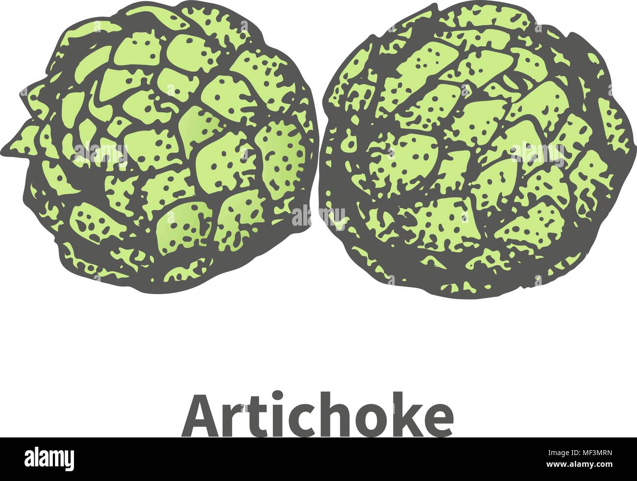 Vector illustration hand-drawn artichoke bud Stock Vector