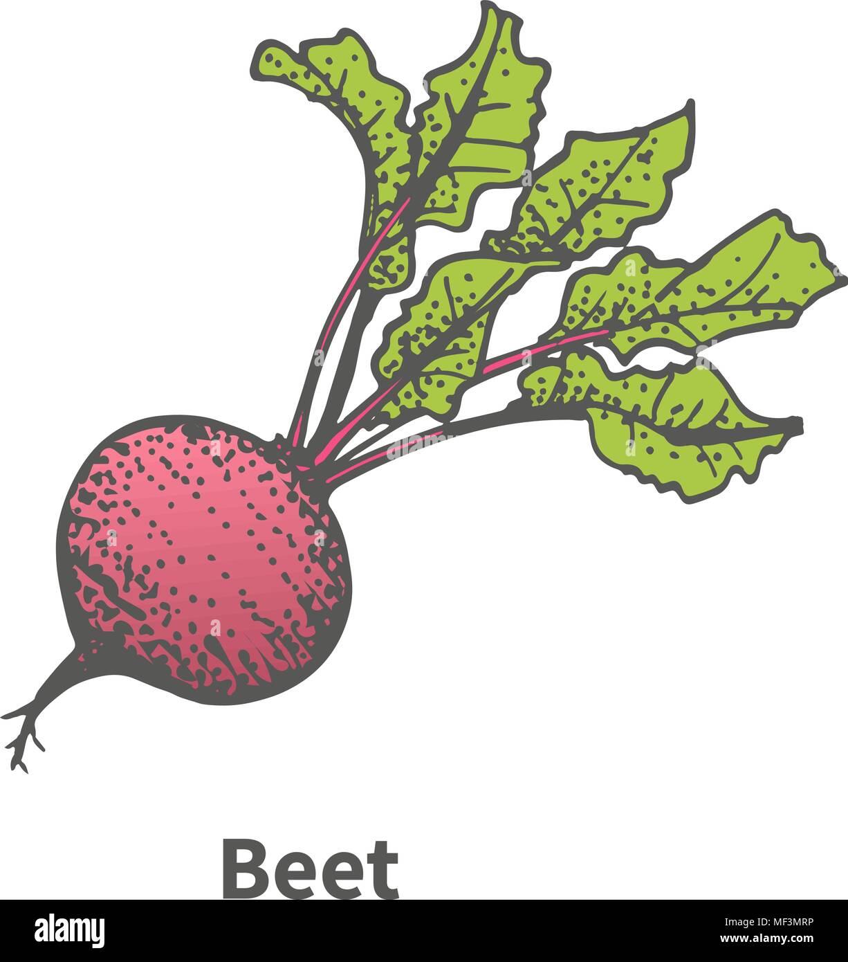 Vector illustration hand-drawn beet with tops Stock Vector