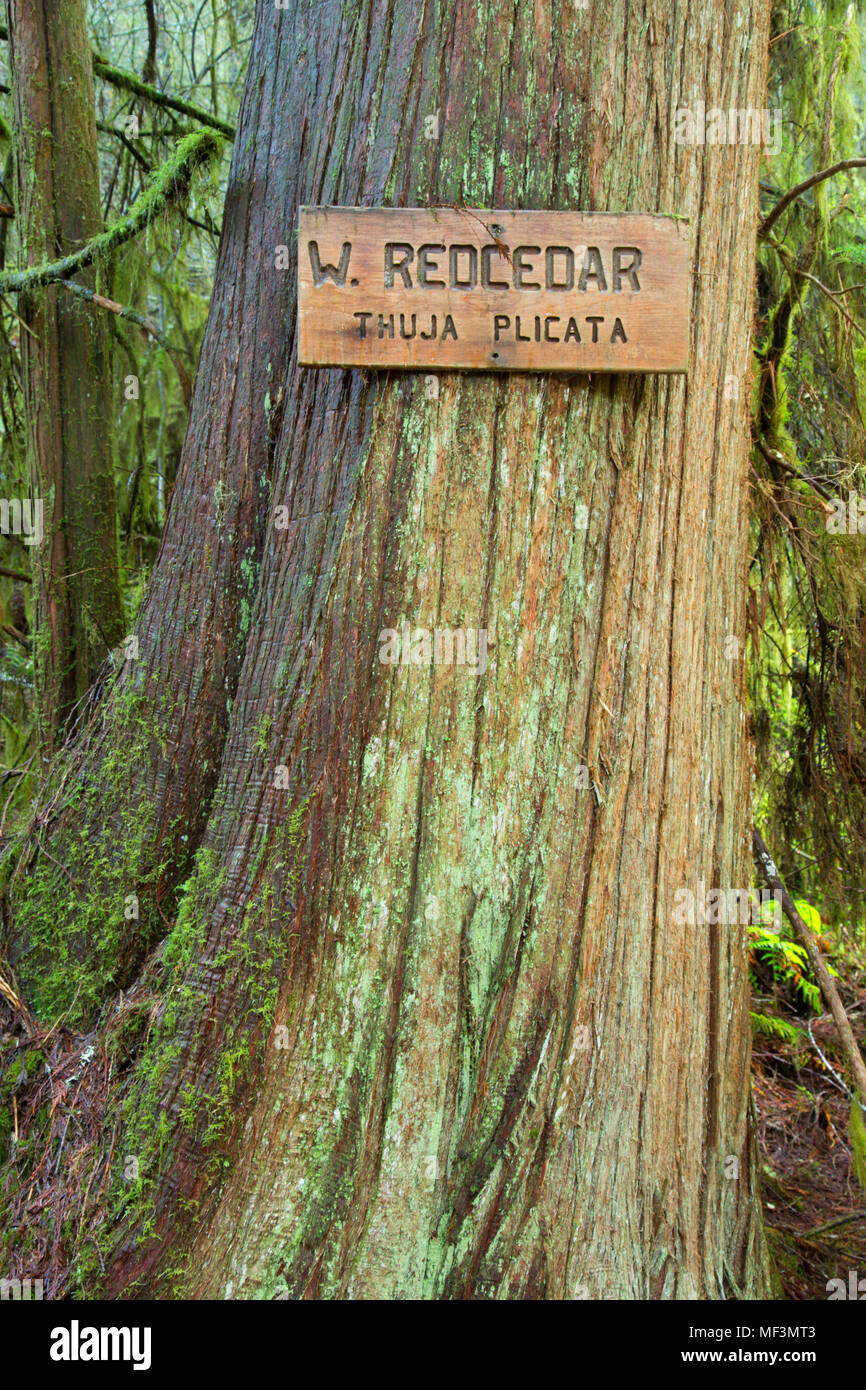 Red cedar identification sign along Forest Succession Trail, Travis